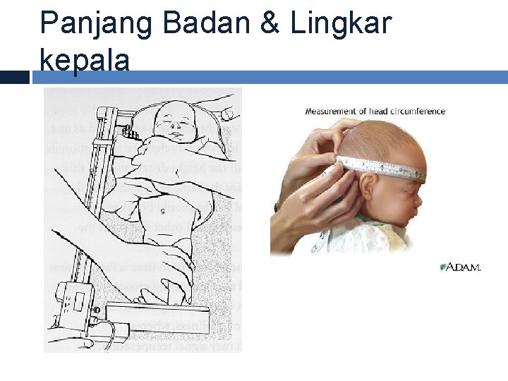 Panjang Badan & Lingkar kepala 