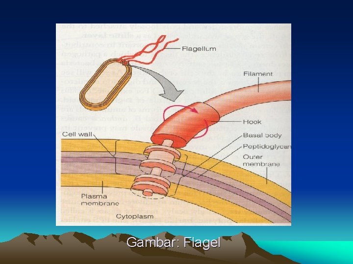 Gambar: Flagel 
