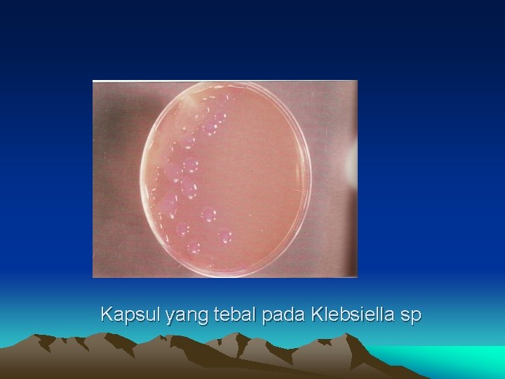 Kapsul yang tebal pada Klebsiella sp 