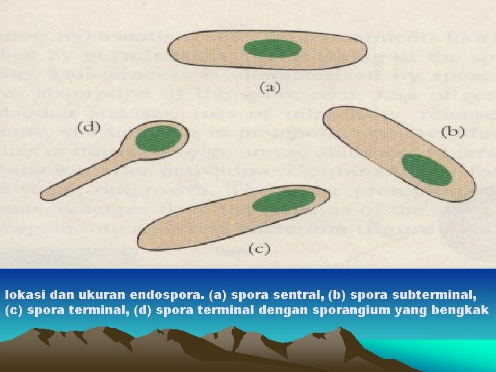 lokasi dan ukuran endospora. (a) spora sentral, (b) spora subterminal, (c) spora terminal, (d)
