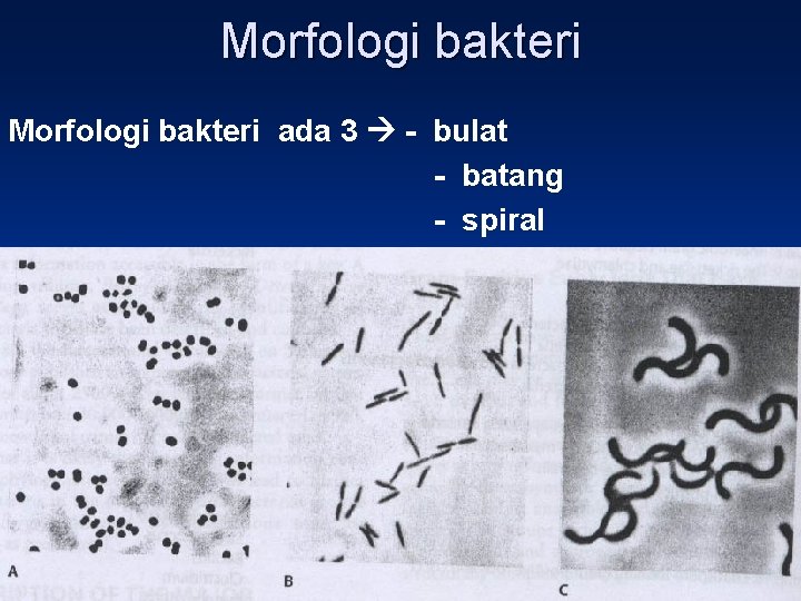 Morfologi bakteri ada 3 - bulat - batang - spiral 