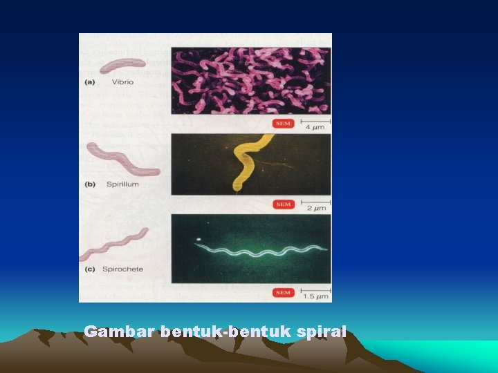 Gambar bentuk-bentuk spiral 