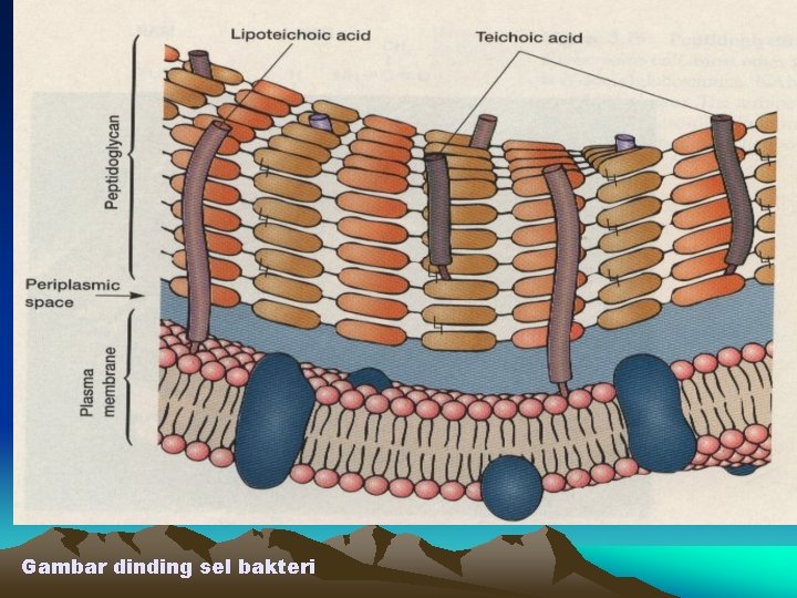 Gambar dinding sel bakteri 