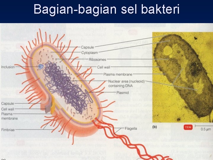 Bagian-bagian sel bakteri 