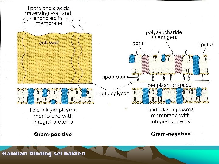 Gambar: Dinding sel bakteri 