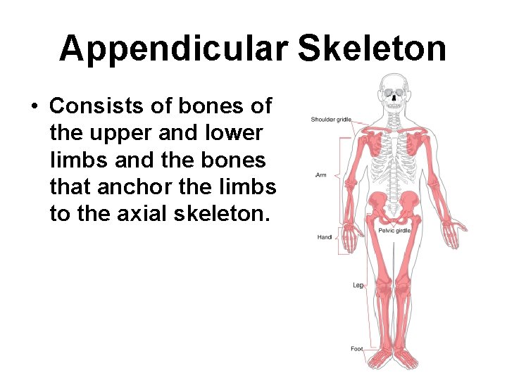 Appendicular Skeleton • Consists of bones of the upper and lower limbs and the