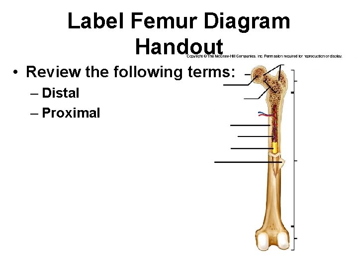 Label Femur Diagram Handout • Review the following terms: – Distal – Proximal 
