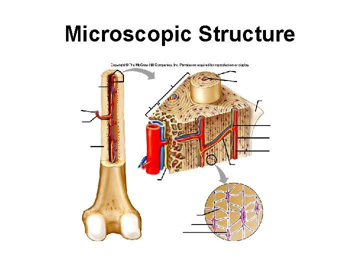 Microscopic Structure 