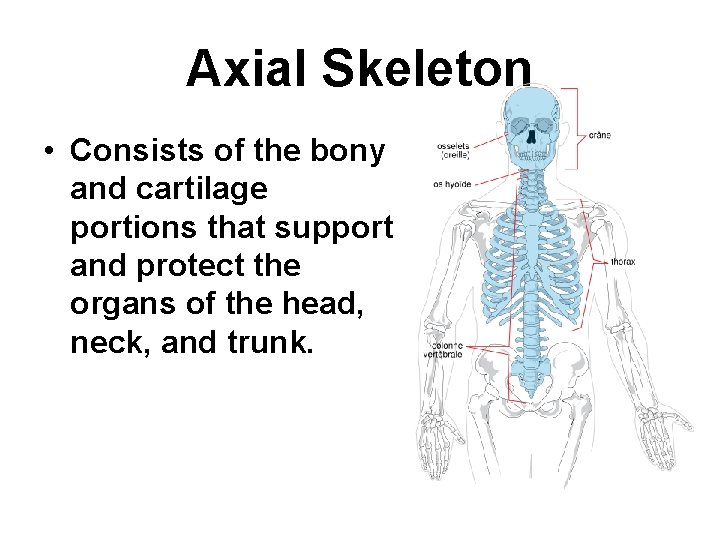 Axial Skeleton • Consists of the bony and cartilage portions that support and protect