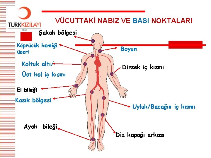 VÜCUTTAKİ NABIZ VE BASI NOKTALARI Şakak bölgesi Köprücük kemiği üzeri Koltuk altı/ Üst kol