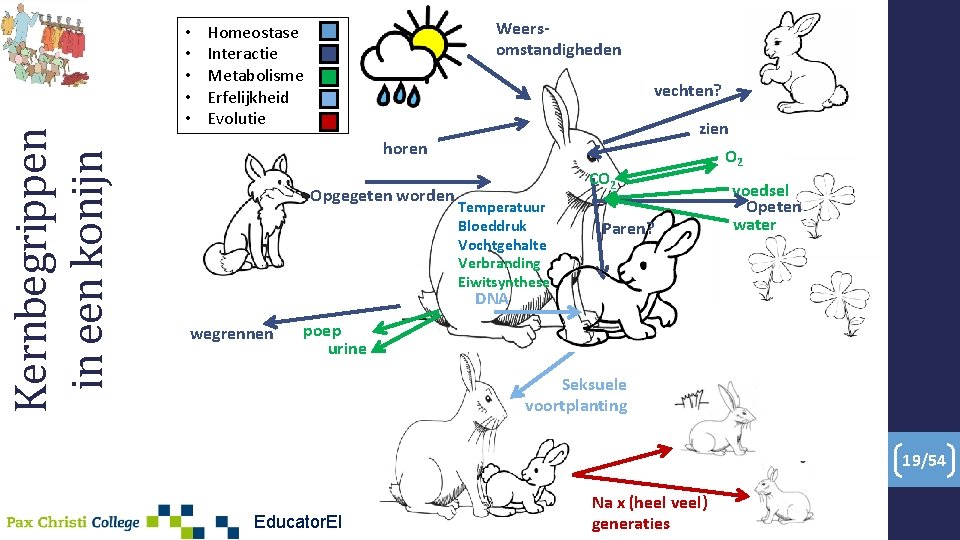 Kernbegrippen in een konijn • • • Weersomstandigheden Homeostase Interactie Metabolisme Erfelijkheid Evolutie vechten?