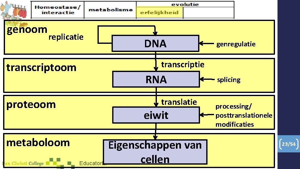 genoom replicatie transcriptoom proteoom metaboloom DNA genregulatie transcriptie RNA translatie eiwit Eigenschappen van cellen