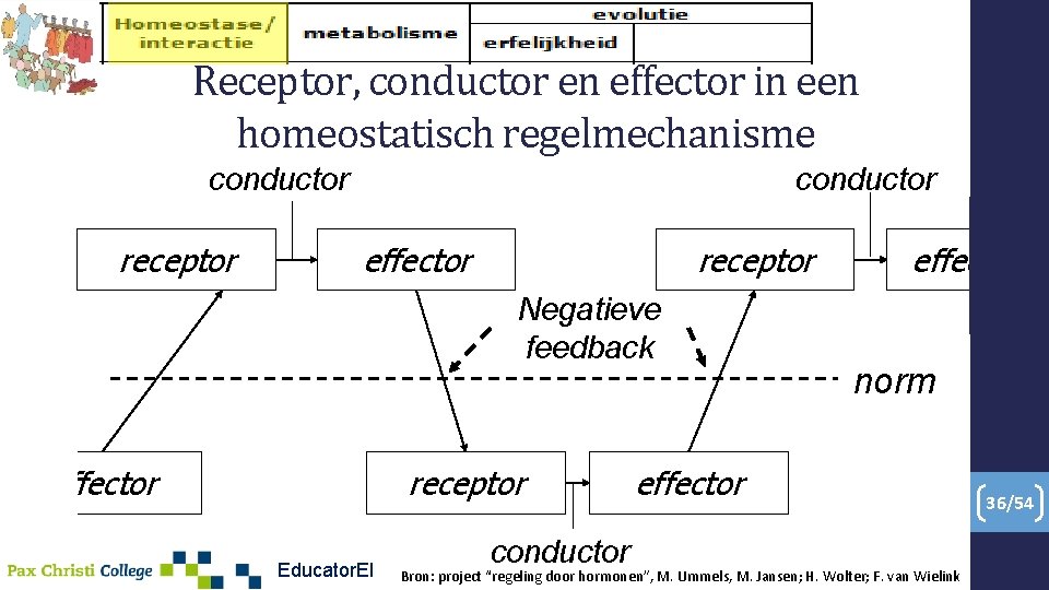 Receptor, conductor en effector in een homeostatisch regelmechanisme conductor receptor conductor effector receptor Negatieve