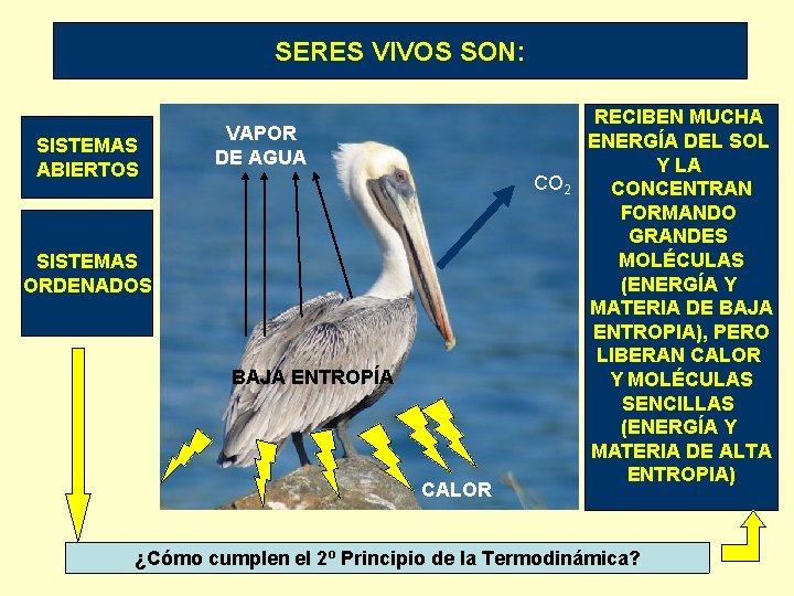 SERES VIVOS SON: SISTEMAS ABIERTOS VAPOR DE AGUA CO 2 SISTEMAS ORDENADOS BAJA ENTROPÍA