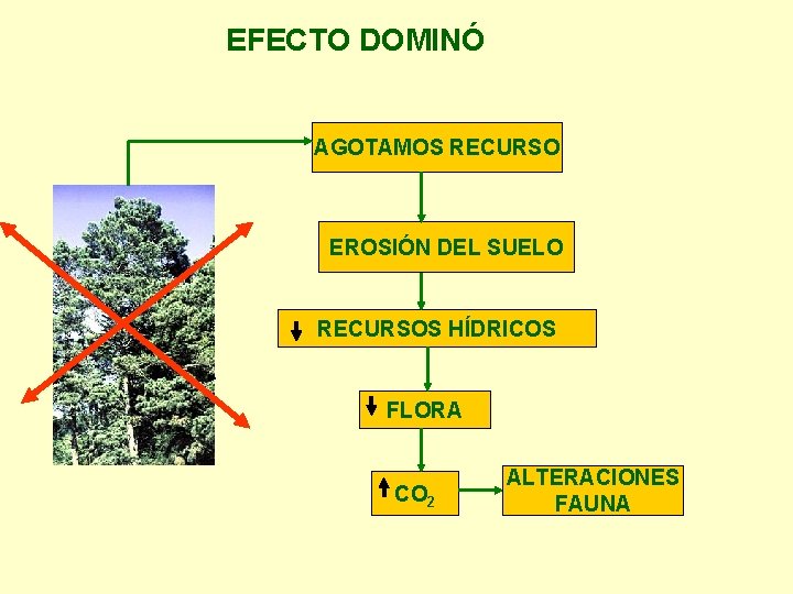 EFECTO DOMINÓ AGOTAMOS RECURSO EROSIÓN DEL SUELO RECURSOS HÍDRICOS FLORA CO 2 ALTERACIONES FAUNA