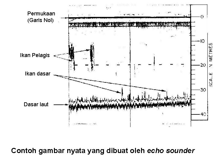 Permukaan (Garis Nol) Ikan Pelagis Ikan dasar Dasar laut Contoh gambar nyata yang dibuat