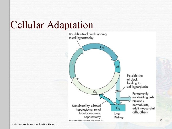 Cellular Adaptation 3 Mosby items and derived items © 2006 by Mosby, Inc. Cellular Adaptation 3 Mosby items and derived items © 2006 by Mosby, Inc.