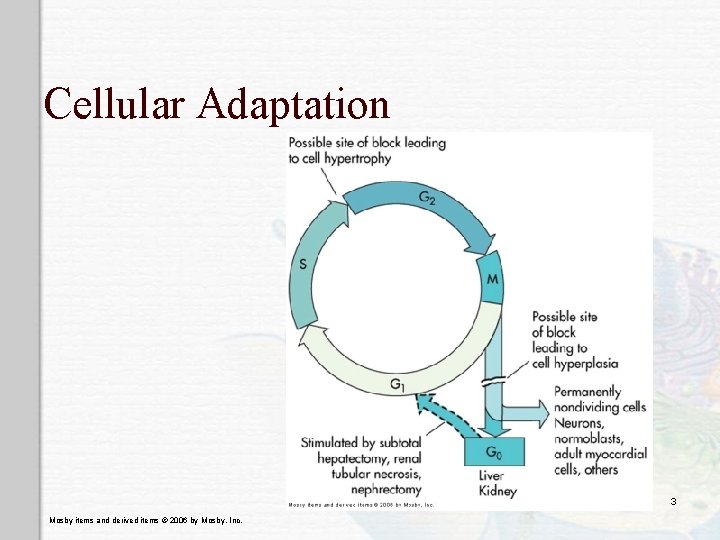 Cellular Adaptation 3 Mosby items and derived items © 2006 by Mosby, Inc. 