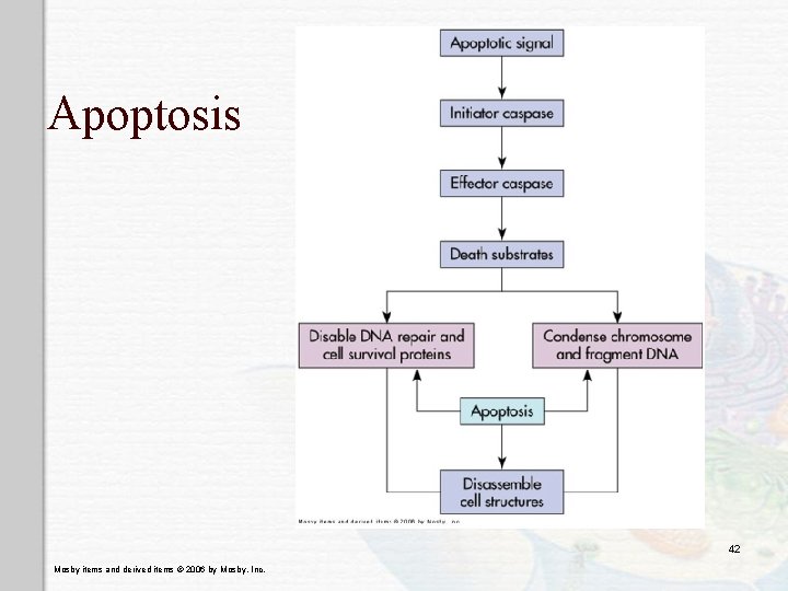 Apoptosis 42 Mosby items and derived items © 2006 by Mosby, Inc. 