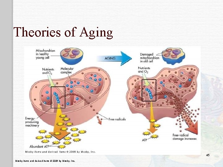 Theories of Aging 45 Mosby items and derived items © 2006 by Mosby, Inc. Theories of Aging 45 Mosby items and derived items © 2006 by Mosby, Inc.