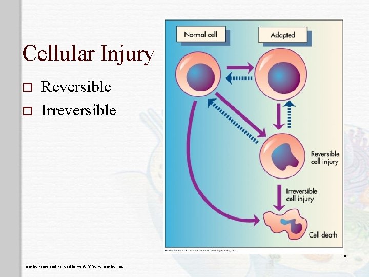 Cellular Injury o o Reversible Irreversible 5 Mosby items and derived items © 2006 Cellular Injury o o Reversible Irreversible 5 Mosby items and derived items © 2006