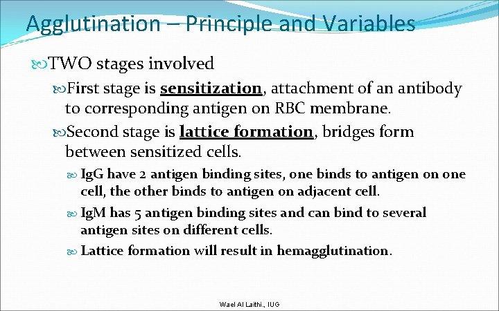 Agglutination – Principle and Variables TWO stages involved First stage is sensitization, attachment of