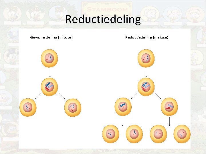 Thema 4 Erfelijkheid B 1 Genotype en fenotype