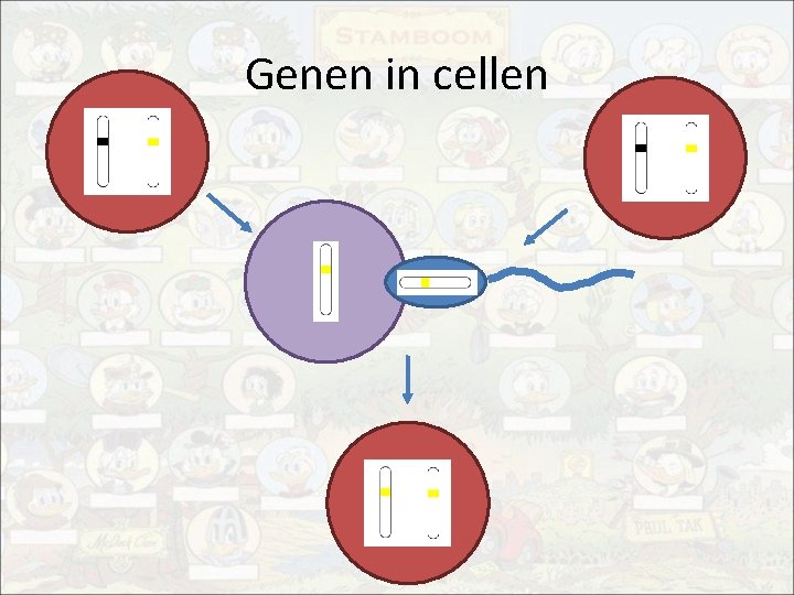 Thema 4 Erfelijkheid B 1 Genotype en fenotype