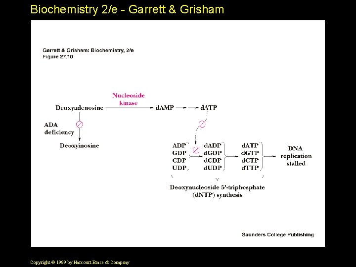 Biochemistry 2/e - Garrett & Grisham Copyright © 1999 by Harcourt Brace & Company