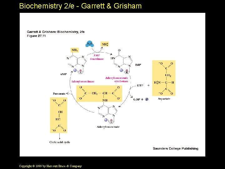 Biochemistry 2/e - Garrett & Grisham Copyright © 1999 by Harcourt Brace & Company