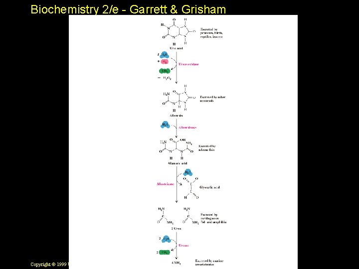 Biochemistry 2/e - Garrett & Grisham Copyright © 1999 by Harcourt Brace & Company