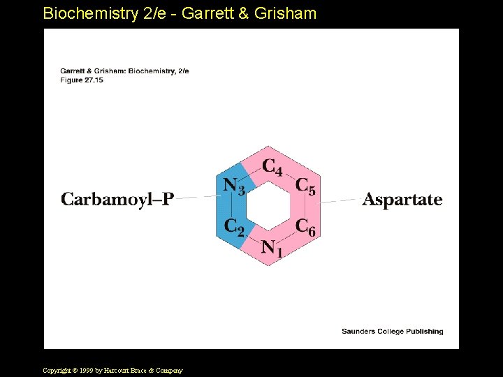 Biochemistry 2/e - Garrett & Grisham Copyright © 1999 by Harcourt Brace & Company