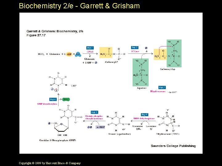 Biochemistry 2/e - Garrett & Grisham Copyright © 1999 by Harcourt Brace & Company