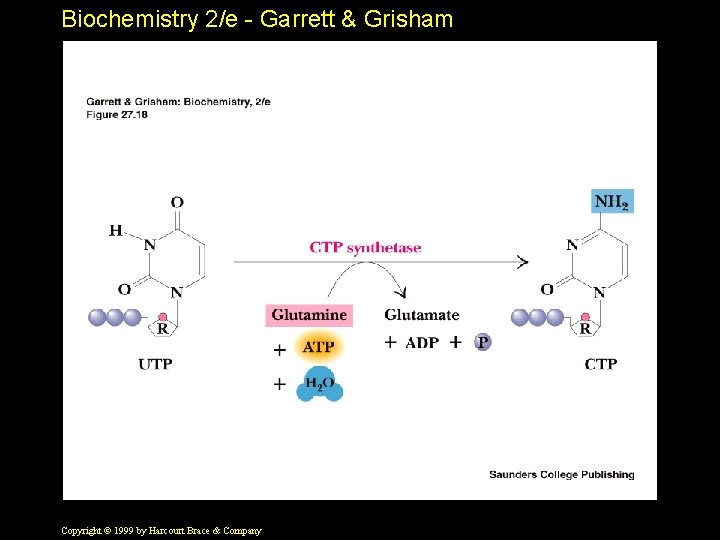 Biochemistry 2/e - Garrett & Grisham Copyright © 1999 by Harcourt Brace & Company