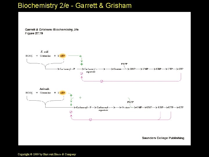 Biochemistry 2/e - Garrett & Grisham Copyright © 1999 by Harcourt Brace & Company