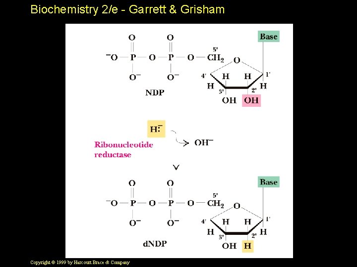 Biochemistry 2/e - Garrett & Grisham Copyright © 1999 by Harcourt Brace & Company