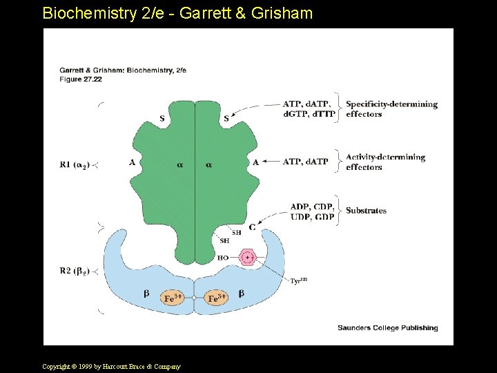Biochemistry 2/e - Garrett & Grisham Copyright © 1999 by Harcourt Brace & Company