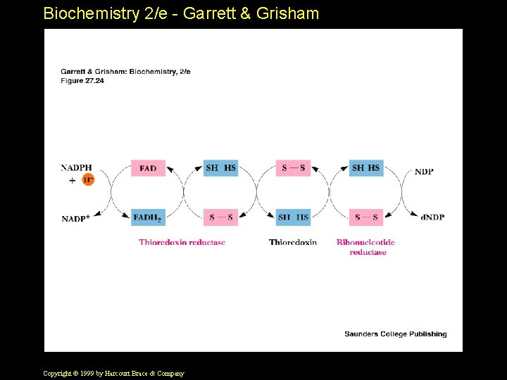 Biochemistry 2/e - Garrett & Grisham Copyright © 1999 by Harcourt Brace & Company