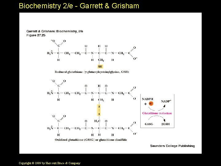 Biochemistry 2/e - Garrett & Grisham Copyright © 1999 by Harcourt Brace & Company