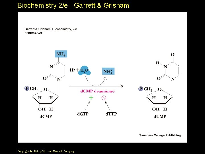 Biochemistry 2/e - Garrett & Grisham Copyright © 1999 by Harcourt Brace & Company