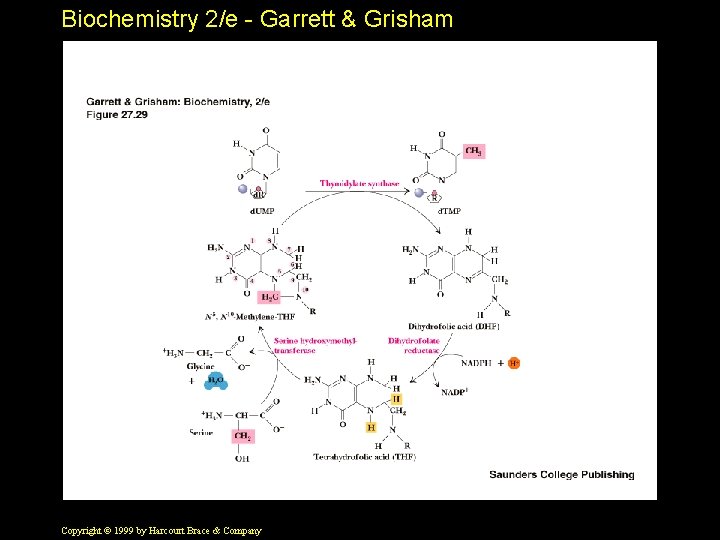 Biochemistry 2/e - Garrett & Grisham Copyright © 1999 by Harcourt Brace & Company