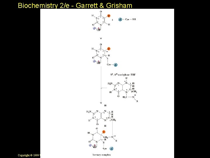 Biochemistry 2/e - Garrett & Grisham Copyright © 1999 by Harcourt Brace & Company