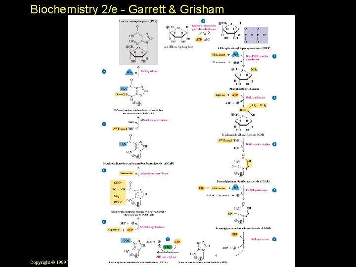 Biochemistry 2/e - Garrett & Grisham Copyright © 1999 by Harcourt Brace & Company