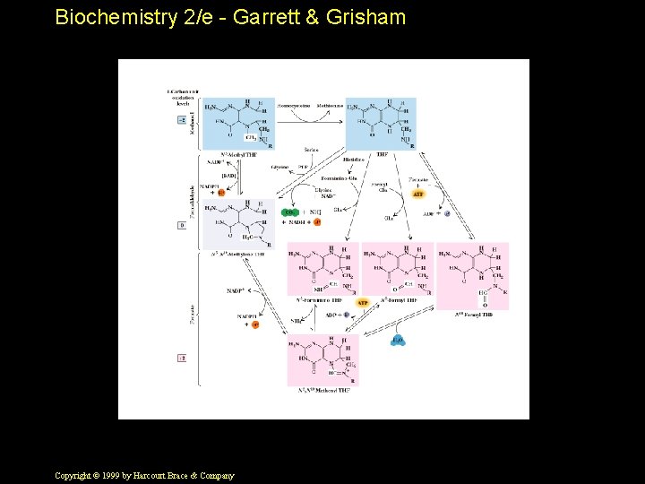 Biochemistry 2/e - Garrett & Grisham Copyright © 1999 by Harcourt Brace & Company