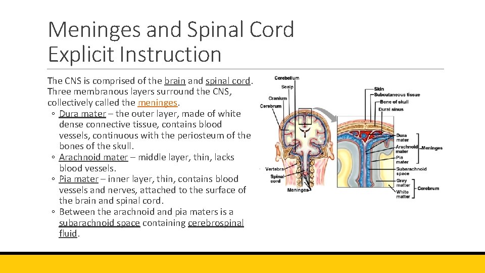 Meninges and Spinal Cord Explicit Instruction The CNS is comprised of the brain and