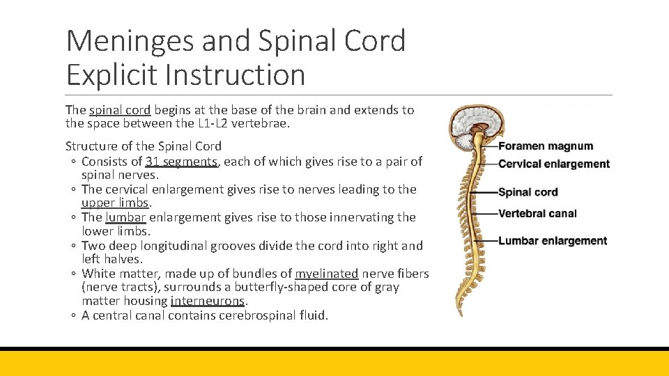 Meninges and Spinal Cord Explicit Instruction The spinal cord begins at the base of