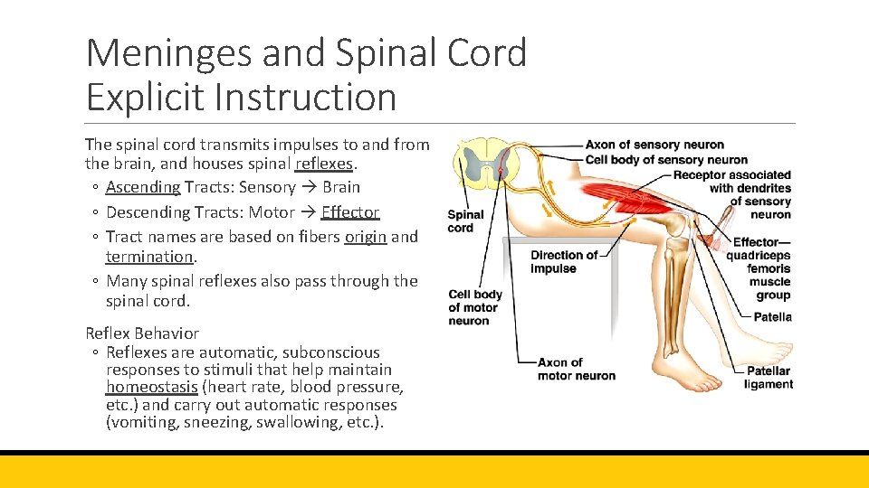 Meninges and Spinal Cord Explicit Instruction The spinal cord transmits impulses to and from