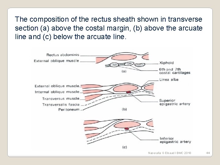 The composition of the rectus sheath shown in transverse section (a) above the costal