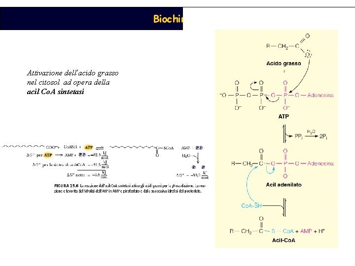 Biochimica Attivazione dell’acido grasso nel citosol ad opera della acil Co. A sintetasi 