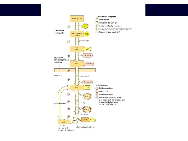 Biochimica 